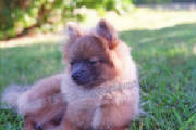 Jo Jo at 6 months