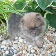 Jo Jo at 2 months