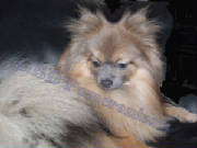 JoJo at 10 months