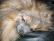 JoJo at 10 months