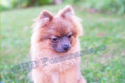 Jo Jo at 6 months