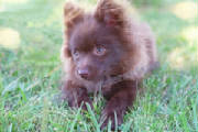 Maxie at 6 months