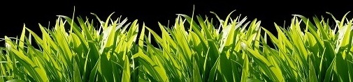 grass01.jpg